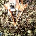 Quadro - Cranio de Lince