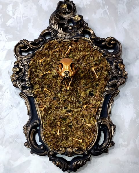 Quadro - Cranio de Lince