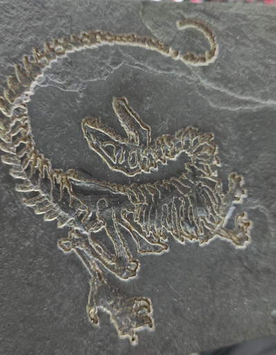 Placa Paleontológica